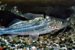 Pictus Catfish, (Pimelodus pictus), Siluriformes, Pimelodidae, Polka-dot Catfish, AABV02P01_04