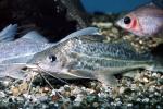 Pictus Catfish, (Pimelodus pictus), Siluriformes, Pimelodidae, Polka-dot Catfish, AABV02P01_05