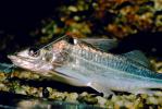 Pictus Catfish, (Pimelodus pictus), Siluriformes, Pimelodidae, Polka-dot Catfish, AABV02P01_07.2563