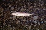 trout, dead fish in the water, AABV02P02_19