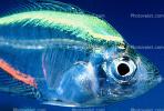 Painted Glassfish, Pearl Tetra, Characin, Characiformes, Characidae, AABV02P04_10B