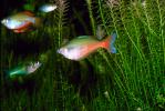 Rainbow fish, AABV02P05_06.2563