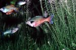 Rainbow fish, AABV02P05_06