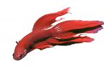 Siamese Fighting Fish, photo-object, object, cut-out, cutout, AABV02P05_18F