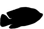 Cichlid [Cichlidae], logo, AABV02P06_08M