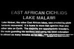 East African Cichlid, [Cichlidae], Lake Malawi