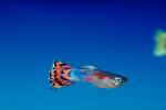 Guppy, male, AABV02P08_04.4093