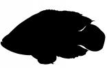 Oscar Cichlid Silhouette, shape, logo, AABV02P09_02M