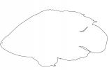 Oscar Cichlid [Cichlidae] outline, line drawing, shape, AABV02P09_02O