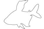 Black Phantom Tetra outline, line drawing, male, Black Phantom Tetra, Charican, Characin, Characiformes, Characidae, shape, AABV02P11_11O