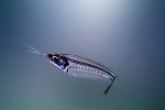 Glass Catfish, (Kryptopterus bicirrhis), Siluriformes, Siluridae, AABV02P11_12