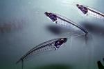 Glass Catfish, (Kryptopterus bicirrhis), Siluriformes, Siluridae, AABV02P11_13