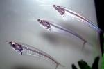 Glass Catfish, (Kryptopterus bicirrhis), Siluriformes, Siluridae, AABV02P11_14