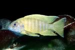 (Labidochromis mbenjii), [Cichlidae], Labroidei, Pseudocrenilabrinae, Perciformes, Lake Malawi Cichlids, AABV02P12_13