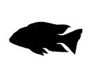 (Labidochromis mbenjii), [Cichlidae], Labroidei, Pseudocrenilabrinae, Perciformes, Lake Malawi Cichlids, AABV02P12_14M