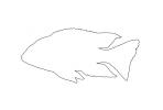 (Labidochromis mbenjii) outline, [Cichlidae], Labroidei, Pseudocrenilabrinae, Perciformes, Lake Malawi Cichlids, line drawing, shape, AABV02P12_14O