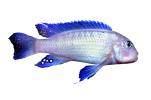Eduard's Mbuna, (Pseudotropheus socolofi), Cichlid, [Cichlidae], Lake Malawi, Great Rift Valley, Africa, photo-object, object, cut-out, cutout, AABV02P12_19F