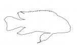 Eduard's Mbuna, Cichlid, [Cichlidae], Lake Malawi, Great Rift Valley, Africa, outline, line drawing, shape, AABV02P12_19O