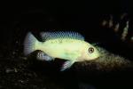 Cichlid [Cichlidae], Lake Malawi, Great Rift Valley, Africa, AABV02P13_01