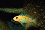 Cichlid [Cichlidae], Lake Malawi, Great Rift Valley, Africa, AABV02P13_02.4094