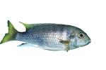 Cichlid [Cichlidae], photo-object, object, cut-out, cutout, AABV02P13_13F