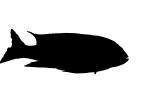 Cichlid [Cichlidae] Silhouette, logo, shape, AABV02P13_13M