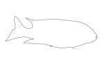 Cichlid [Cichlidae], outline, line drawing, shape, AABV02P13_13O