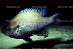 Bluegill Sunfish, (Lepomis macrochirus), Perciformes, Centrarchidae, AABV02P14_16