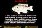 Bluegill Sunfish, (Lepomis macrochirus), Perciformes, Centrarchidae, AABV02P14_17