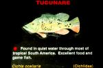 Tucunare, (Cichla ocellaris), Perciformes, Cichlidae, Cichlinae, Cichla, cichlid