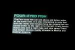 Four-eyed Fish, (Anableps anableps), Cyprinodontiformes, Anablepidae, AABV03P01_11