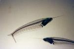 Glass Catfish, (Kryptopterus bicirrhis), Siluriformes, Siluridae, AABV03P01_13