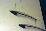 Glass Catfish, (Kryptopterus bicirrhis), Siluriformes, Siluridae, AABV03P01_14