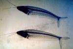 Glass Catfish, (Kryptopterus bicirrhis), Siluriformes, Siluridae, AABV03P01_16.2563
