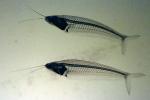 Glass Catfish, (Kryptopterus bicirrhis), Siluriformes, Siluridae, AABV03P01_17
