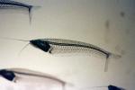 Glass Catfish, (Kryptopterus bicirrhis), Siluriformes, Siluridae, AABV03P01_19