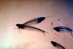 Glass Catfish, (Kryptopterus bicirrhis), Siluriformes, Siluridae, AABV03P02_02.2563