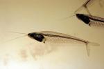 Glass Catfish, (Kryptopterus bicirrhis), Siluriformes, Siluridae, AABV03P02_05