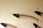 Glass Catfish, (Kryptopterus bicirrhis), Siluriformes, Siluridae, AABV03P02_07