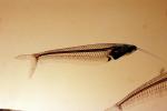Glass Catfish, (Kryptopterus bicirrhis), Siluriformes, Siluridae, AABV03P02_11