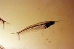 Glass Catfish, (Kryptopterus bicirrhis), Siluriformes, Siluridae, AABV03P02_13