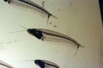 Glass Catfish, (Kryptopterus bicirrhis), Siluriformes, Siluridae, AABV03P02_15