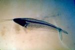 Glass Catfish, (Kryptopterus bicirrhis), Siluriformes, Siluridae, AABV03P02_16.2563