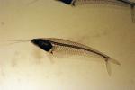 Glass Catfish, (Kryptopterus bicirrhis), Siluriformes, Siluridae, AABV03P02_17