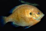 Bluegill Sunfish, (Lepomis macrochirus), Perciformes, Centrarchidae, AABV03P03_18.4094