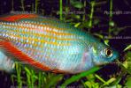 Rainbowfish [Melanotaeniidae], Banded Rainbowfish, (Melanotaenia trifasciata), AABV03P04_08.1707