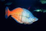 Rainbowfish [Melanotaeniidae], Banded Rainbowfish, (Melanotaenia trifasciata), AABV03P04_09.4094
