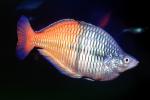 Boesemans Rainbowfish [Melanotaeniidae], Banded Rainbowfish, (Melanotaenia trifasciata)