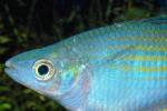 Rainbowfish [Melanotaeniidae], Banded Rainbowfish, (Melanotaenia trifasciata), AABV03P04_10.4094
