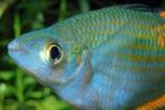 Rainbowfish [Melanotaeniidae], Banded Rainbowfish, (Melanotaenia trifasciata), AABV03P04_12.4094